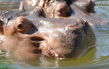 Image showing Hippopotamus