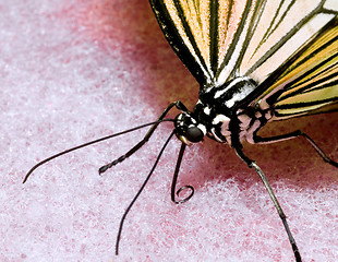 Image showing Butterfly