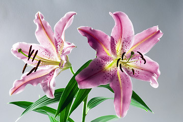 Image showing Lily