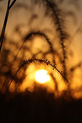 Image showing field of grass and sunset