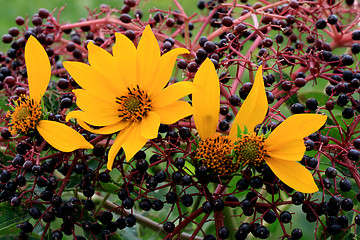 Image showing Sunflowers spell love in berries