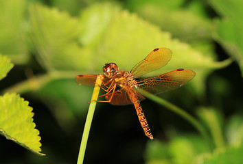 Image showing dragonfly green stem (coleopteres splendens)