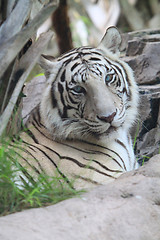 Image showing WHITE TIGER