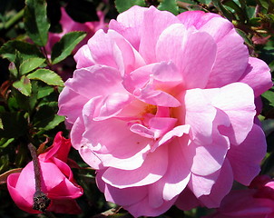 Image showing Blossoming Camellia