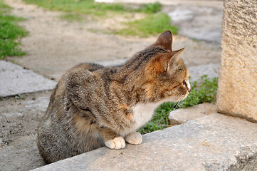 Image showing Cat