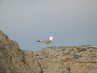 Image showing Seagull