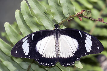 Image showing Papilio memnon