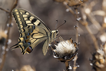 Image showing Papilio machaon