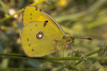 Image showing Colias Crocea