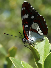 Image showing Butterfly