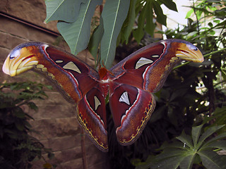 Image showing Attacus Atlas Moth