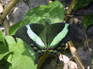 Image showing Emerald swallowtail