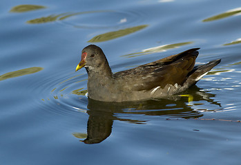 Image showing Moorhen 