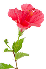 Image showing Beautiful pink hibiscus flower