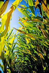 Image showing Corn Stalks