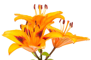 Image showing Orange lily