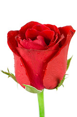 Image showing Beatiful red rose