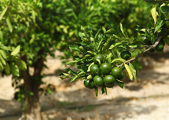 Image showing Detail of green oranges in orchard