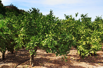 Image showing Orange orchard