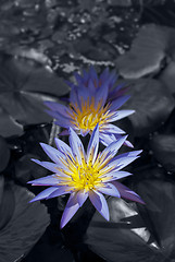 Image showing Water Lilies