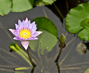 Image showing Water Lily