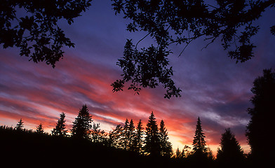 Image showing Forest in sunset.