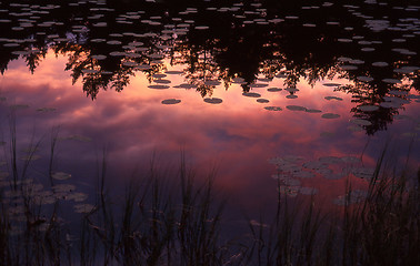 Image showing Lake with water lilys in sunset