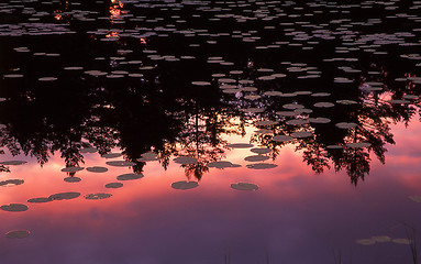 Image showing Lake with water lilys in sunset