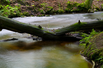 Image showing Fallen tree in a stream an autumn day