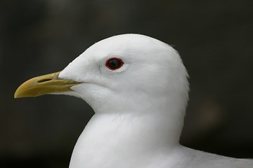 Image showing Portrait of gull