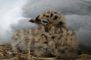 Image showing Gull chick