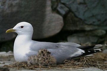 Image showing Gull with chick