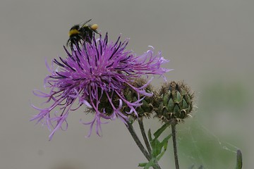 Image showing Bumblebee on thistle