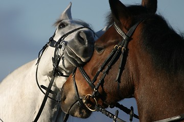 Image showing Horses greeting