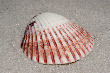 Image showing Mussel shell sample