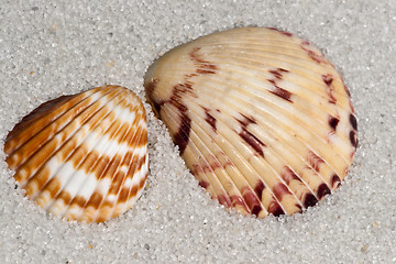 Image showing Mussel shell sample