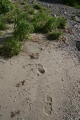 Image showing Foot prints in the sand