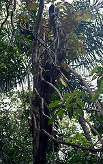 Image showing Rainforest tree in Panama