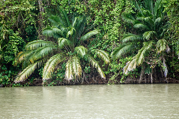 Image showing Palm trees at the bank of Panama canal