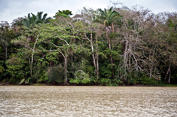 Image showing Rainforest landscape in Panama