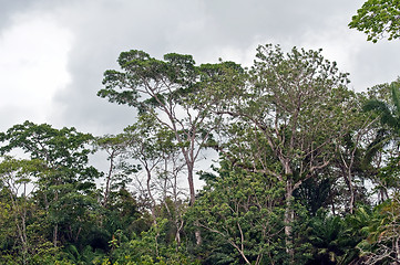 Image showing Rainforest trees in Panama