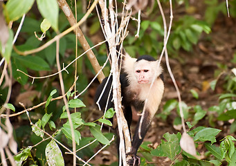 Image showing Young monkey