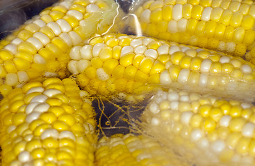 Image showing Goden corn cob