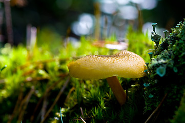Image showing A yellow mushroom on a carpet of moss