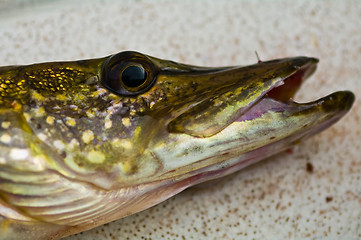 Image showing The head of a pike