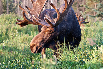 Image showing Bull moose image
