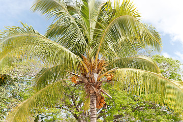 Image showing Palm tree