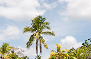 Image showing Palm trees