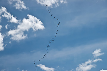 Image showing Birds flying in V formation