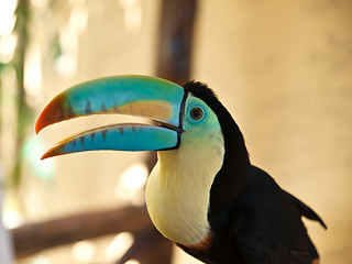 Image showing Head of  toucan